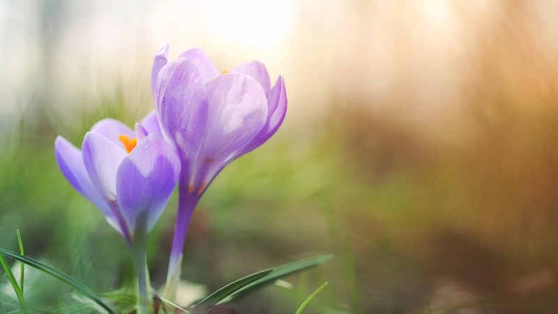 花粉症になる人とならない人の違いは?体質・生活習慣・環境からやさしく解説